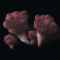 Agaricus