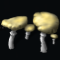 Boletus