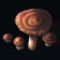 Boletus
