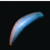 Bragoloz nail