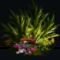 Cereal Plant