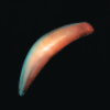 Morgoloz nail