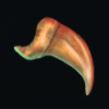Rat Fang