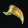 Sandworm Fang