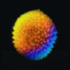 Spore